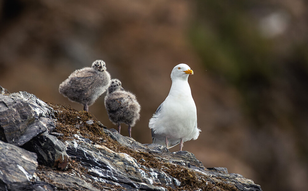 RZ2 0482 Enhanced NR 1