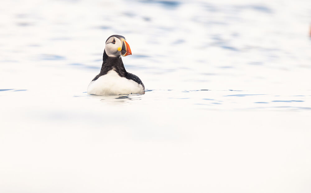 RZ2 7268 Enhanced NR