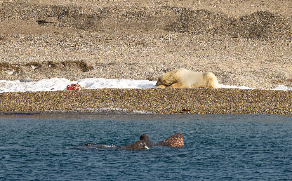 RZ2 7411 Enhanced NR