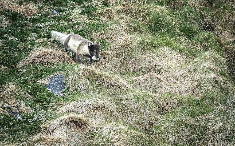 RZ2 8216 Enhanced NR