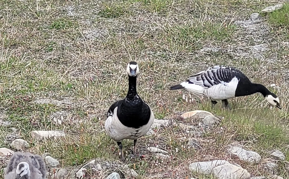barnacle goose.jpg