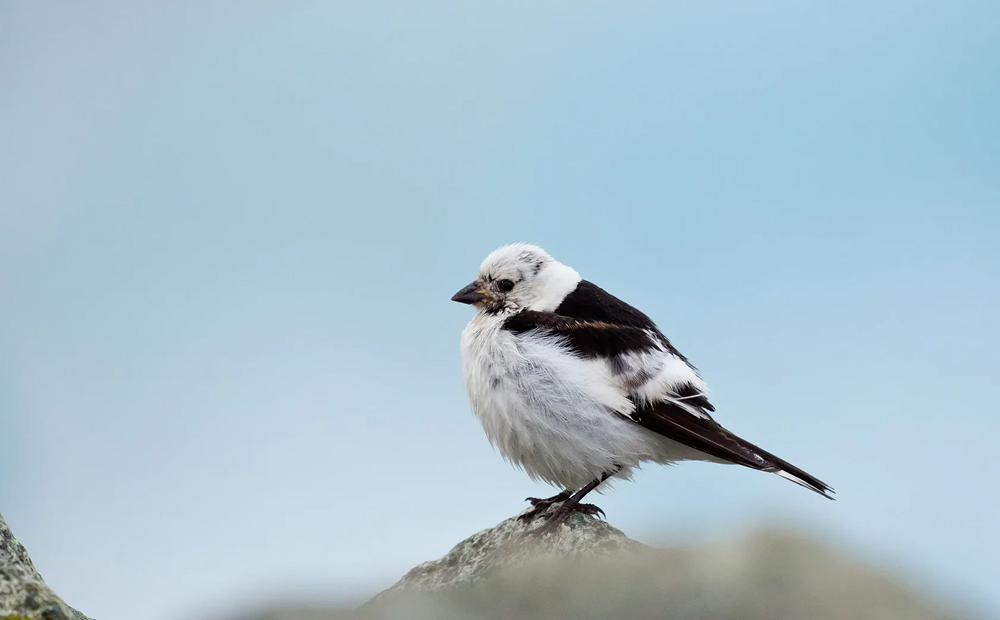 snow bunting