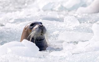 At the Edge of the World: What Do We Lose When the Ice Melts?