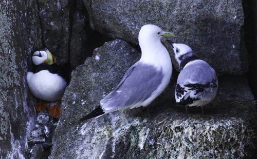 At the Edge of the World: Little-Known Facts About Arctic Animals and Birds