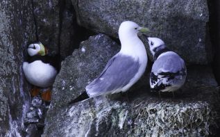 At the Edge of the World: Little-Known Facts About Arctic Animals and Birds