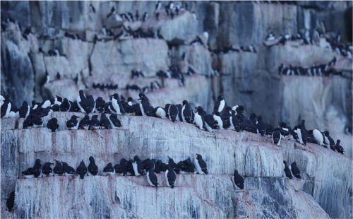 At the Edge of the World: The Arctic – A Place Where You Are Not Allowed to Die