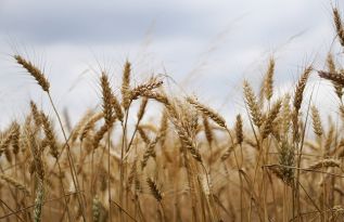 Фото pixabay.com